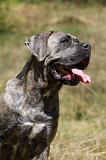 CANE CORSO 923